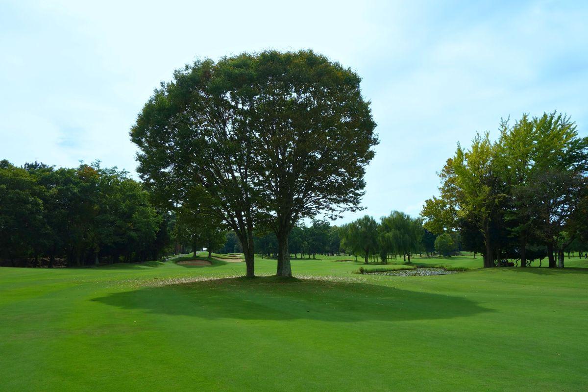 木が絡む4番ホールのセカンド地点